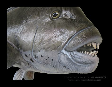 Tautog Fish Mounts & Replicas by Coast-to-Coast Fish Mounts