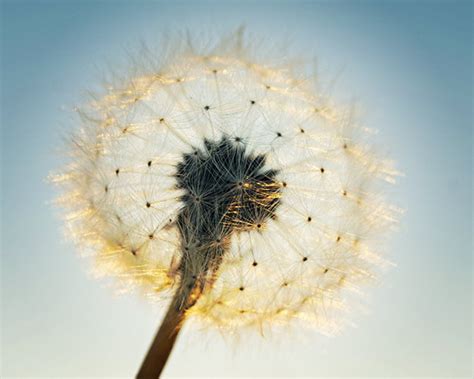 Dandelion Photography, Dandelion Print, 8x10 Dandelion, Fine Art ...