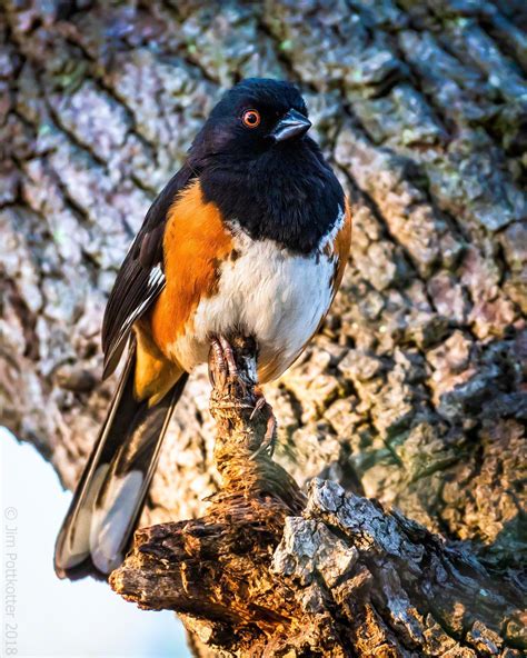 male Eastern Towhee | Beautiful birds, Bird, Birds 2