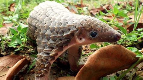 Rainforest Rescue calls for tough pangolin protection measures ...