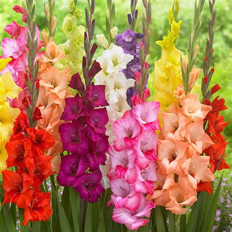 Gladioli Large Flowering Mixed (10/12cm) | J Parker Dutch Bulbs