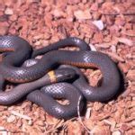 Ringneck Snake Facts and Pictures | Reptile Fact