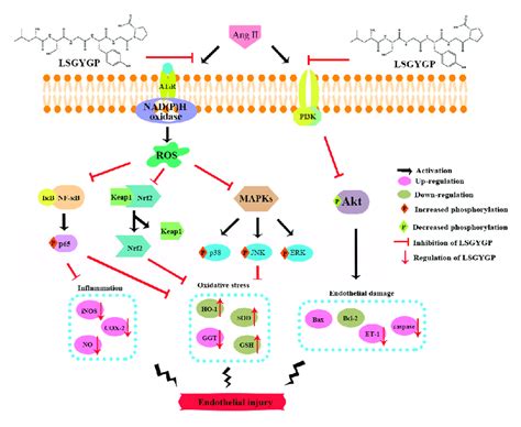 Summary diagram of signaling pathway of this study. | Download ...