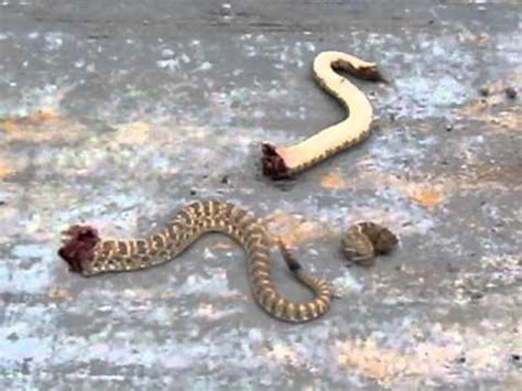 Rattlesnake Vs Bullsnake