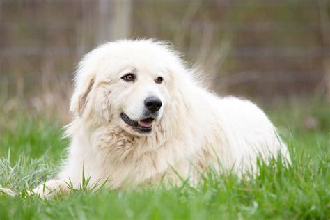 Are Pyreneese Mountain Dogs Good Puppies