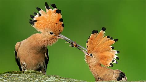 Birds Wallpapers | Best Wallpapers