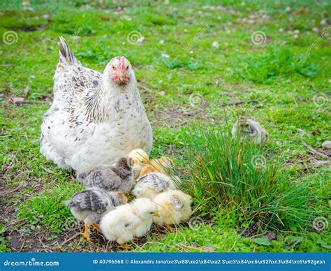 A Hen Taking Care of Little Chicks Stock Photo - Image of countryside ...