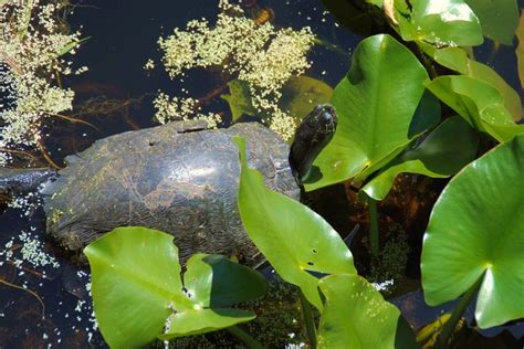 okefenokee swamp/images | Okefenokee Swamp Plants and Animals submited images | Pic2Fly | Plants ...