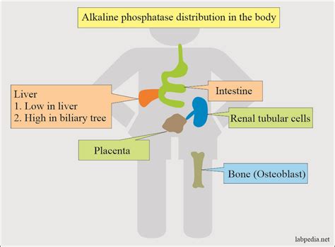 Alkaline phosphatase (ALP) - Labpedia.net