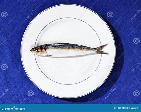 Fish of European Pilchard -sardines - Stock Image - Image of fresh, delicious: 197394981