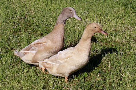 Buff Ducks : Ducklings for Sale | Cackle Hatchery