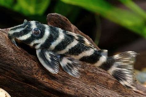 Zebra Pleco: Info with Care Details and Pictures