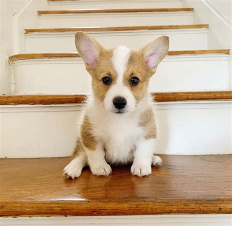 Corgi Puppies For Sale | Los Angeles, CA #311155 | Petzlover