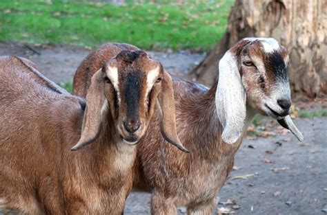 Nubian Goat: Breed Info, Characteristics, Breeding, and Care