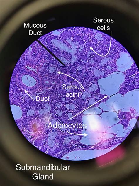 Submandibular Gland Histology 29232 | The Best Porn Website