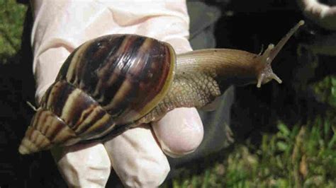 Florida's Hunt For Giant Snails Leads To 'Smelly Easter Eggs' : NPR