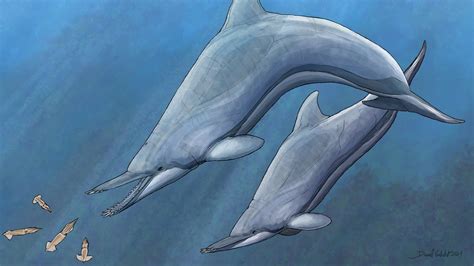 Dolphin With Tusklike Teeth, Nihohae Matakoi, Was a Unique Species - The New York Times