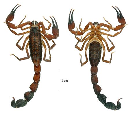 A new scorpion species adds to the remarkable biodiversity of the Ecuadorian Andes