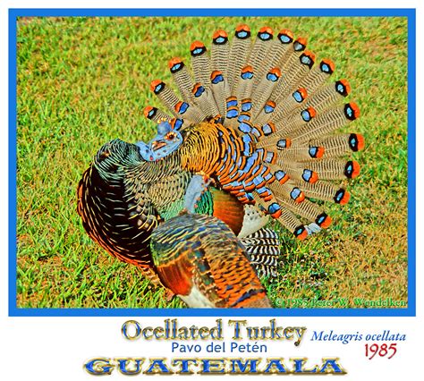 OCELLATED TURKEY Meleagris ocellata MALE showing COURTSHIP… | Flickr