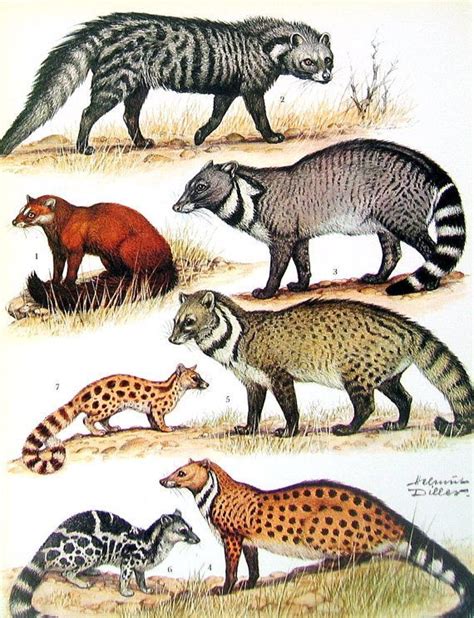 Wild Animals Poster - Northern Pudu, Okapi, Giraffe, Pampas Grass ...