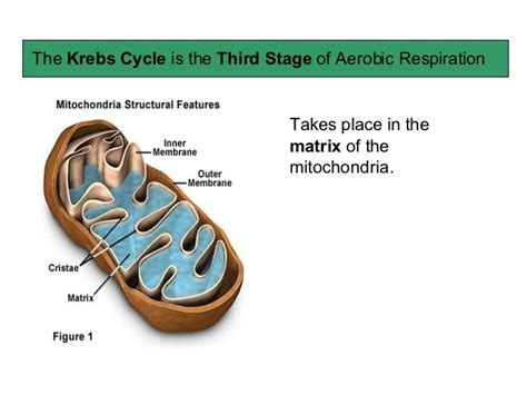 Krebs Cycle