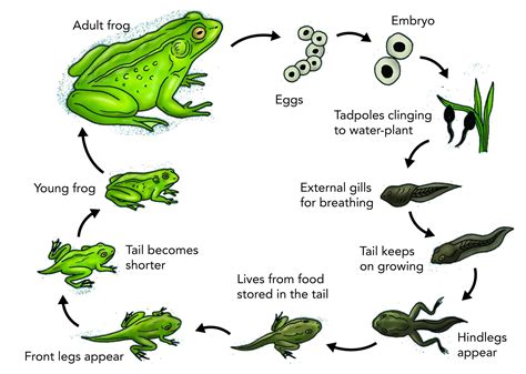 What does the metamorphosis of a frog involve? | Socratic | Lifecycle of a frog, Life cycles ...