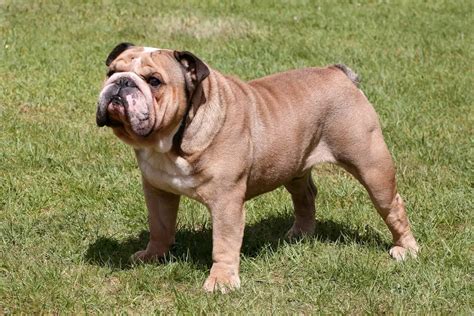 15 Amazing Dog Breeds Born Without Tails (with Pictures)