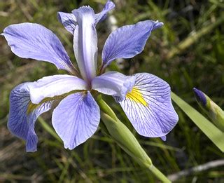 Iris virginica shrevei BLUE FLAG | image of Iris virginica s… | Flickr