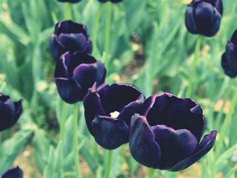 Black Tulip Flower | USA Car Insurance