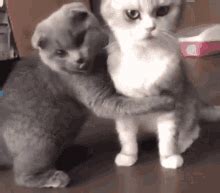 Cat Hugs Alydn GIF - Cat Hugs Alydn - Discover & Share GIFs