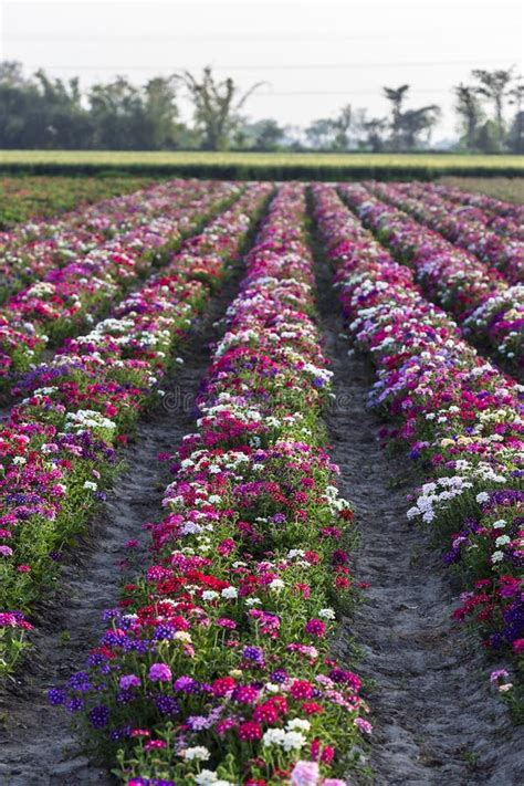 Multicolor Seasonal Flowers in Farm Stock Photo - Image of horticulture, grass: 143043530