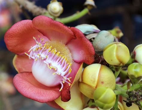 Shorea Robusta, Also Known As Sal or Shala Tree, is a Species of Stock Photo - Image of close ...