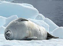 Crabeater seal - Wikipedia