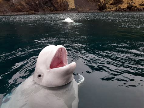 The World’s First Beluga Whale Sanctuary