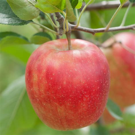 Planting and Caring for Fruit Trees - Sunset Magazine