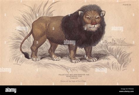 Cape or black-maned lion, Panthera leo melanochaita. Extinct African species. Handcoloured ...