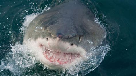 South African beach closed after shark attack - OrissaPOST