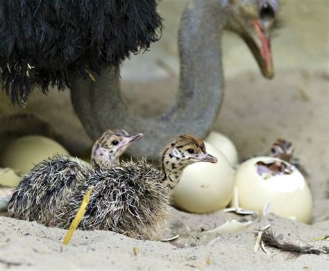 Ten Ostrich Chicks Hatch at Zoo Basel - ZooBorns