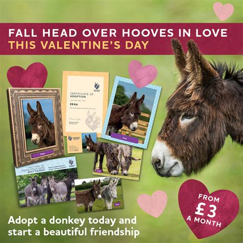 The Donkey Sanctuary on Twitter: "Do something different for the one you love this Valentine's ...