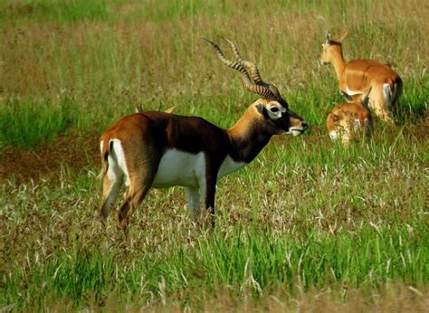 Amar Kunwar - Seeking Human-Blackbuck Coexistence: Ensuring Long-Term ...