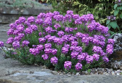 What are alpine plants? | Rock garden plants, Alpine plants, Plants