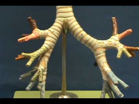 Bronchial Tree Model - Bronchi - YouTube