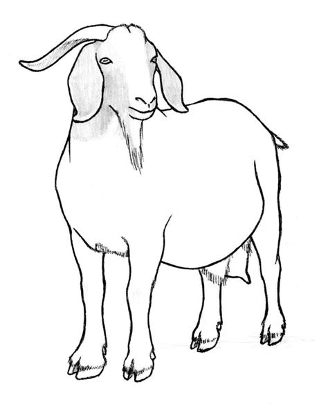 Nubian Goat Drawing at GetDrawings | Free download