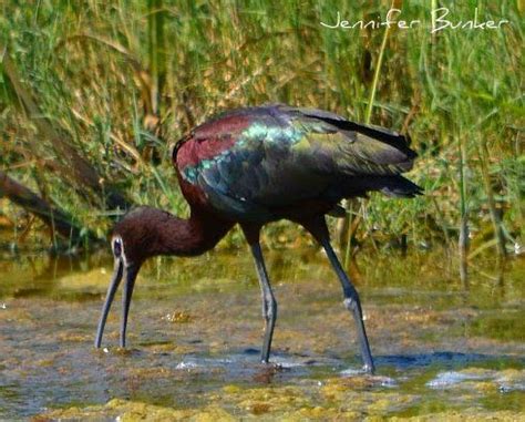 White-faced Ibis. USFWS Bear River Migratory Bird Refuge, Utah. Photo ...