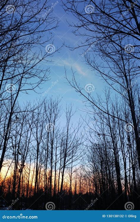 Woods Silhouette at the Sunrise Stock Photo - Image of rural, country: 130138132