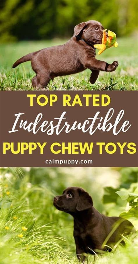 Puppy chewing toys that last! Is your new puppy teething? These are the ...