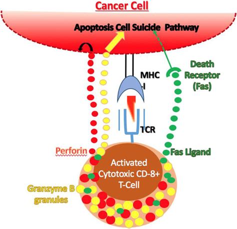 Maturation of a cytotoxic T cell. Cytotoxic T cells are activated as... | Download Scientific ...