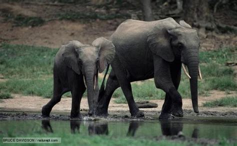 Elephant Conservation