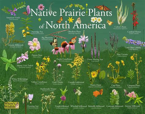 This poster provides picture identification of native plants that can be found in the North ...