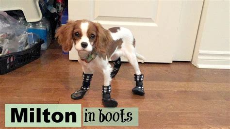 Puppy's First Time in Boots | Milton Cavalier King Charles Spaniel ...